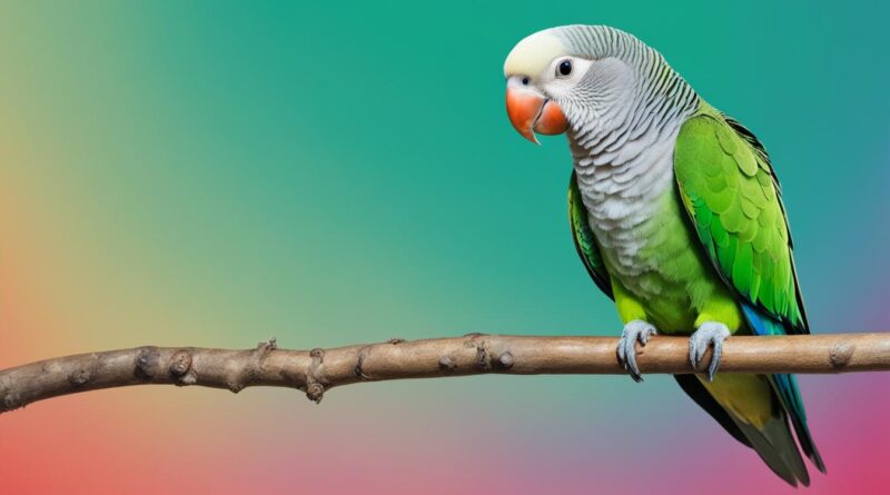 how long does a quaker parrot live